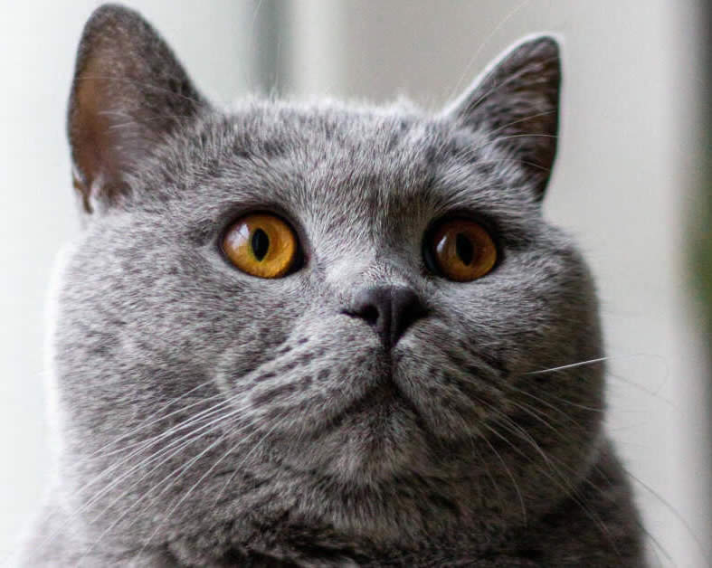 editorial style grey cat image used for the XO CAT XO Blog slider representing calm reflective feline storytelling