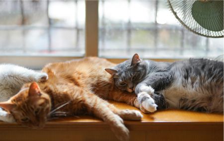 xocatxo calm cats blog